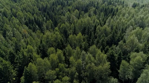 Drone forest trees green pine dense thickets impassable taiga natural landscape  Stock Footage 117665331
