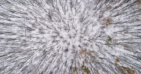 Drone forest view winter landscape nature scenery Stock Footage 146637183