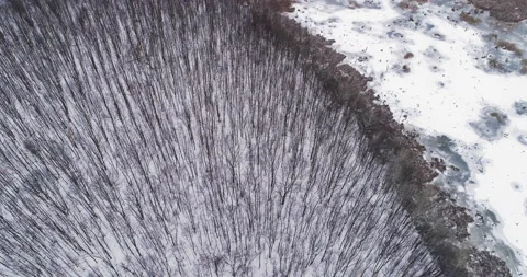 Drone forest view winter landscape nature scenery Stock Footage 146689401