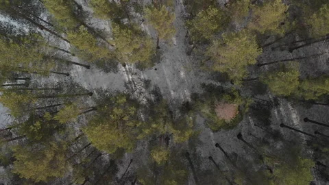 Drone Forest Winter/Spring Stockbeeldmateriaal 243229377