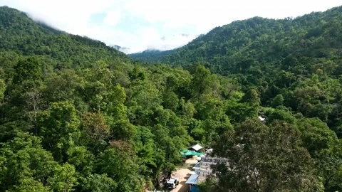 Drone on forrest  Stock Footage 206012559