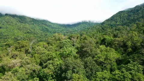 Drone on forrest  Stock Footage 206013063