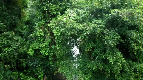 Drone on forrest near waterfall Stock Footage 206012168