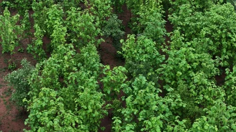 Drone-forward-flight-over-teak-forest-plantation-sustainable-forestry-green- Stock Footage 340320607