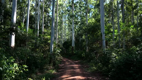 Drone forward flight through eucalyptus plantation along forestry access road Vidéo 340921226
