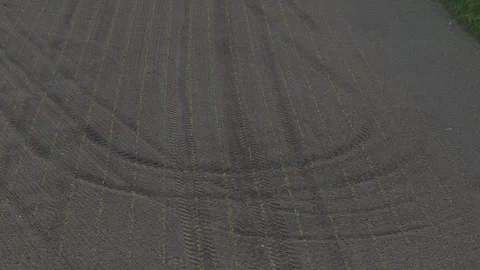 Drone forward flyover above young maize crop in the Po Valley near Monticelli Stock Footage 342209531