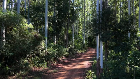 Drone forward flyover along forestry road through Eucalyptus plantation in Stock Footage 342225738