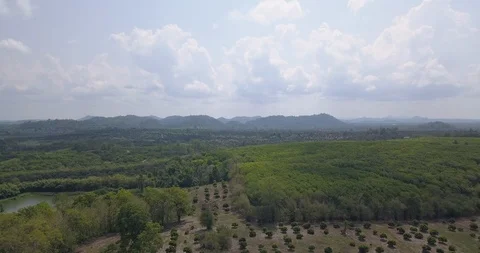 Drone forward motion view of a Longan fruit orchard in a tropical forest Stock Footage 106659834
