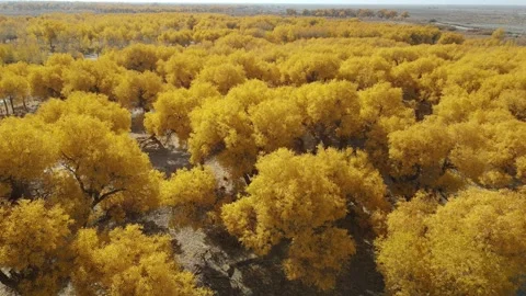 Drone Forward Push Over Golden Populus Euphratica Forest Ejina Stock Footage 330281819