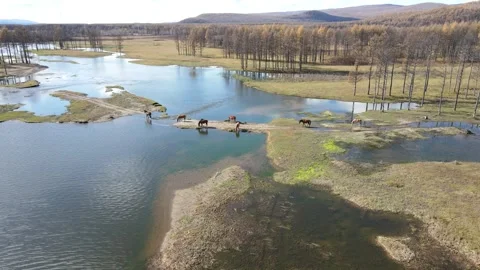 Drone Forward Push Over Wetland Lake with Grazing Horses Autumn Stock Footage 330252422