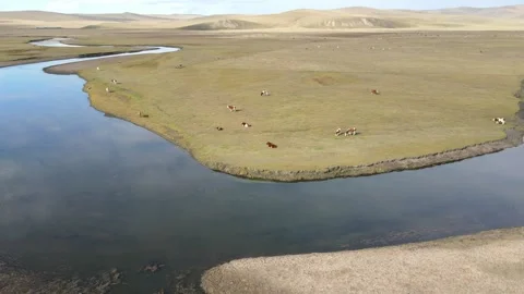 Drone Forward Push Over Winding River and Cattle Hulunbuir China Stock Footage 331416240