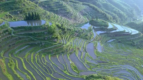 Drone Forward Push Over Yunhe Rice Terraces Farming Pattern Stock Footage 331359672