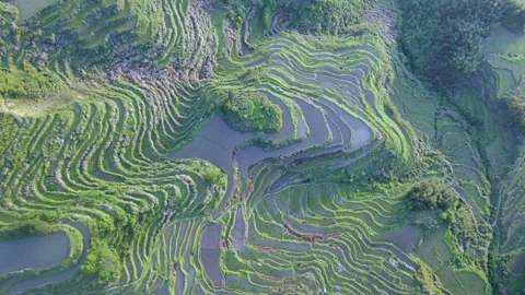 Drone Forward Push Toward Yunhe Rice Terraces Landscape Stock Footage 331359037
