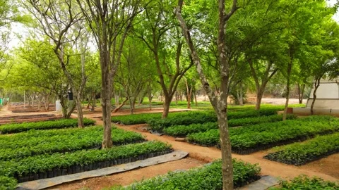 Drone Forward Reveal Through Lush Tree Nursery with Green Saplings and Fores Stock Footage 338065033