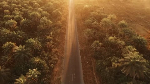 Drone forward shot over tropical road in Casamance, Senegal, during golden hour  库存影片 309913784