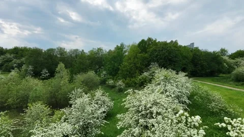 Drone Forward Shot Through Blossoming Spring Woodland Stock Footage 334995089