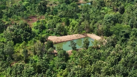 Drone-forward-tilt-down-pond-dense-green-vegetation-aerial-landscape Stock Footage 341771167