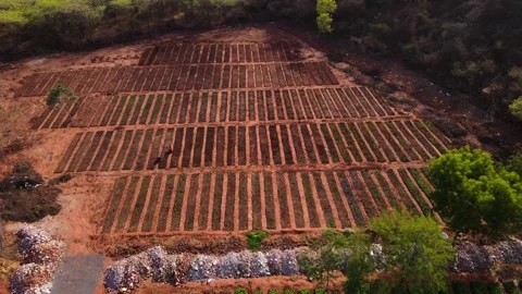 Drone-forward-vegetable-farm-aerial-crop-beds Stock Footage 341465009