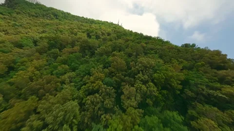 Drone FPV flight on wood close to Maratea, Basilicata. Color graded. Stock Footage 246748571