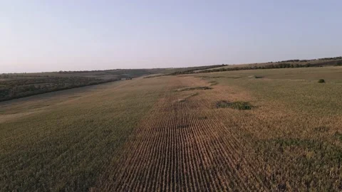 Drone frame over a drought-affected cornfield Stock Footage 140285283