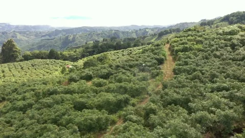 DRONE FUMIGATING 4K Stock Footage 158582717