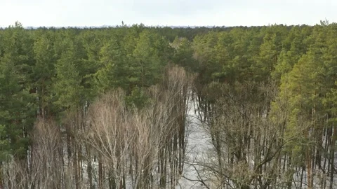Drone get down trough the wild winter forest. Stock Footage 170817807