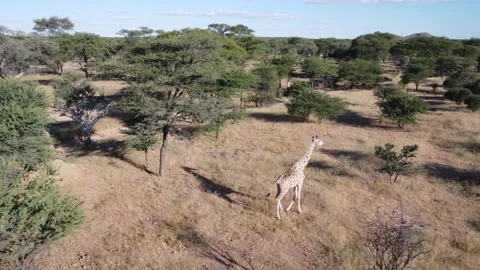 Drone Giraffe Stock Footage 193423414