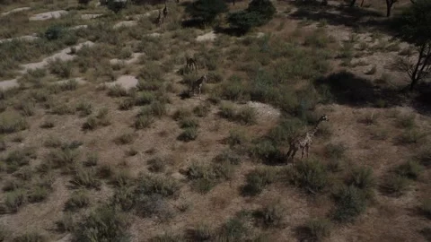 Drone Giraffe Stock Footage 193423562