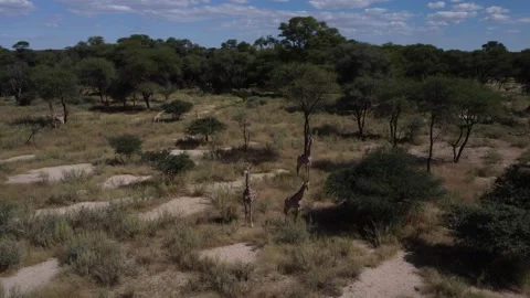 Drone Giraffe Stock Footage 193424517
