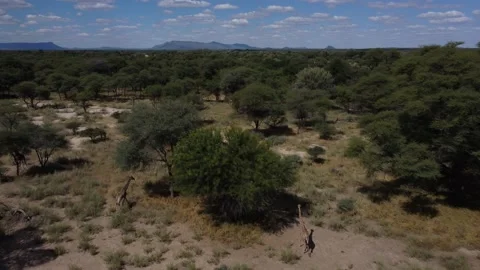 Drone Giraffe Stock Footage 193424973