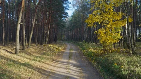 Drone glide along forest road near Nowy Lubiel, Poland in autumn Stock Footage 327017457
