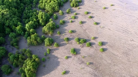 Drone glides above mangrove forest 動画素材 333045635