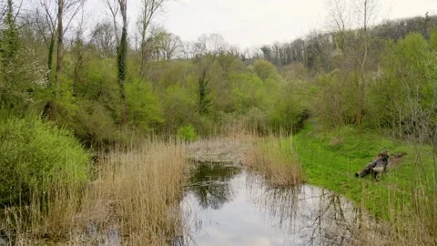 Drone glides above small pond surrounded by green vegetation and dry reeds Stock Footage 260090504