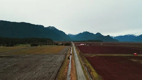 Drone glides forward above long narrow road splitting dark red cranberry bogs Stock Footage 335287294