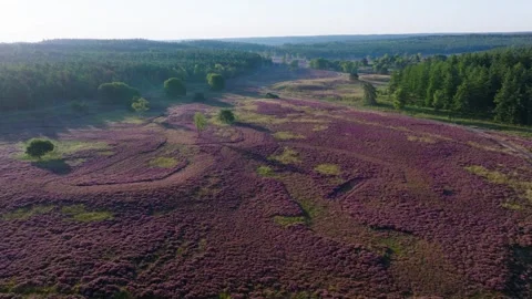 Drone glides over blooming hillside of purple heather in summer Stock Footage 317285021