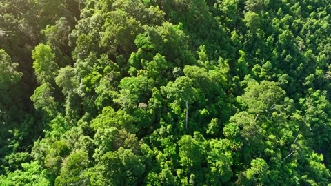 Drone glides over the rainforest. Video stock 249182771