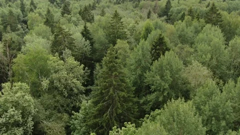 Drone gliding above dense green woodland Vidéo 325143480