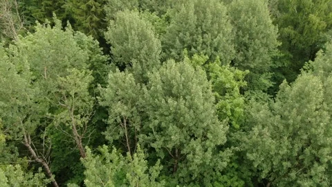 Drone gliding above dense mixed forest Stock Footage 325143331