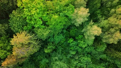 Drone Gliding Forward Above Dense Green Forest In Top Down Perspective View Stock Footage 336027609