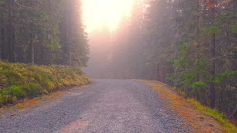 Drone Gliding Over Misty Forest Road in Norway — Morning Sunlight Stock Footage 320114164