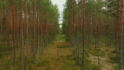 Drone Gliding Through Green Pine And Spruce Forest Path Stock Footage 238982480
