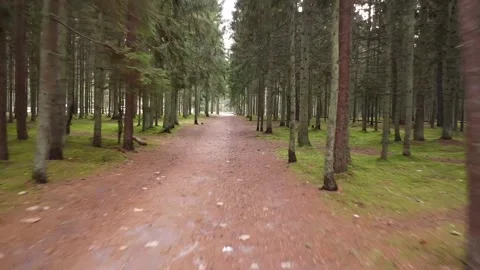 Drone gliding through a pine forest path Stock Footage 321423212