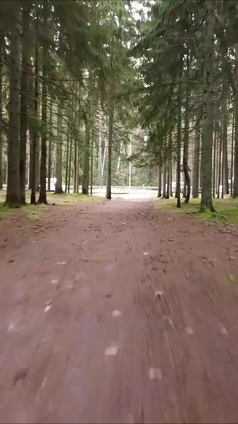 Drone gliding through a pine forest path, Vertical 9:16. Stock Footage 322022014
