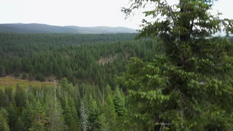 Drone going up from behind the tree revealing Tahoe National Forest before th Stock Footage 143491712