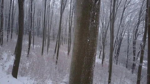 Drone going up close to tree trunk in forest Stock Footage 72293121