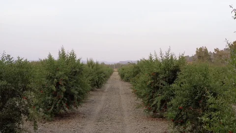 Drone going through between trees in farm Stock Footage 119438626