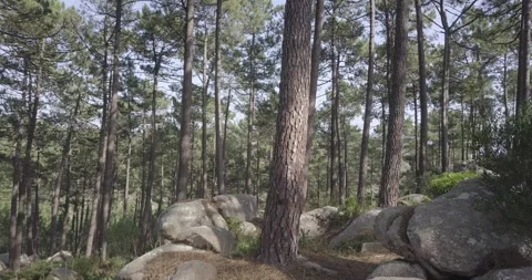 Drone going through the forest Stock Footage 311941366