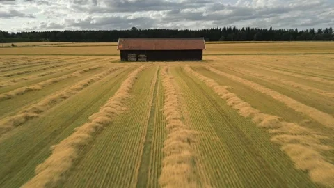 Drone grain field direction farm barn 動画素材 247403404