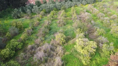 Drone green field  Video stock 228611482