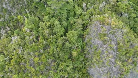 Drone, green trees and limestone cliffs Stock Footage 130313625